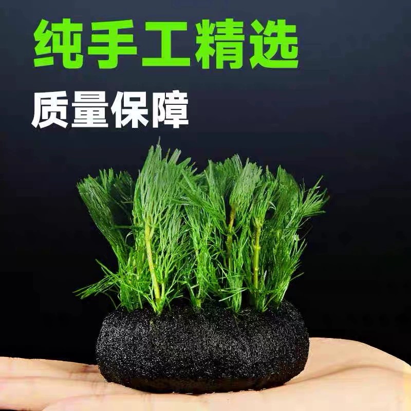 绿菊小坨草缸鱼缸造景真后景水草新手蜈蚣草古法淡水阴性活体植物 - 图1