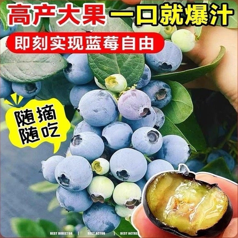 正宗蓝莓苗L25蓝莓树果苗F6大果蓝莓苗盆栽地栽苗南北方阳台庭院,淘宝优惠券,粉丝福利购,淘宝优惠卷