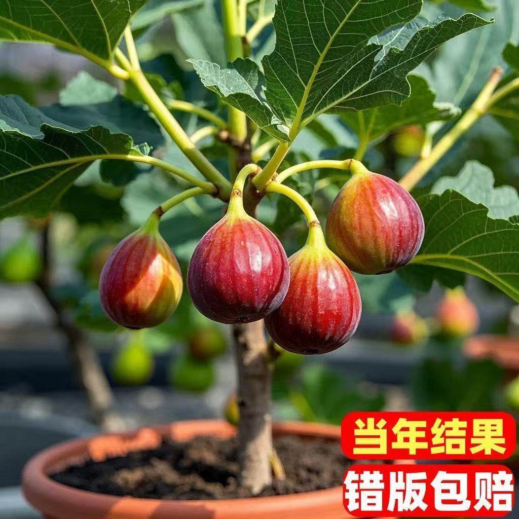 新品种特大早熟无花果树苗超甜耐寒盆栽地栽南方北方种植当年结果,淘宝优惠券,粉丝福利购,淘宝优惠卷
