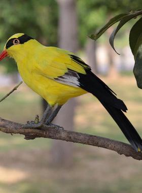 模拟鸟类模型湿地展览馆学校教具定制杜鹃花黑色枕头黄西家燕子遗