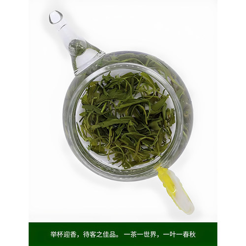 广东特产英德绿茶叶2026新茶高山云雾浓香耐泡炒青豆香型袋装500g - 图1