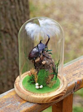 生态甲虫独角仙标本艺术玻璃罩昆虫微景观桌面展示框摆件手工礼物