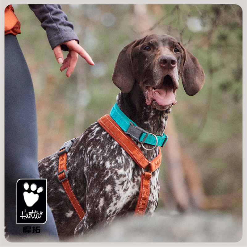 Hurtta悍拓春夏新品休闲项圈ECO小型中型大型犬项圈遛狗牵引绳 - 图1