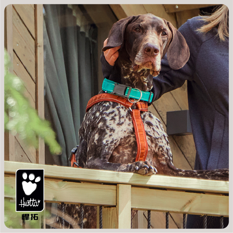 Hurtta悍拓春夏新品休闲项圈ECO小型中型大型犬项圈遛狗牵引绳 - 图2