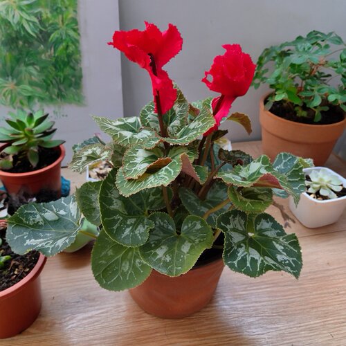 仙客来盆栽带花苞室内花卉重瓣年宵花好养大花苗观花植物易活好看 - 图2