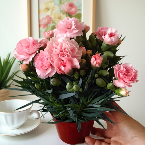 康乃馨盆栽花苗带花苞室内阳台庭院四季花卉绿植鲜花好养开花植物 - 图0