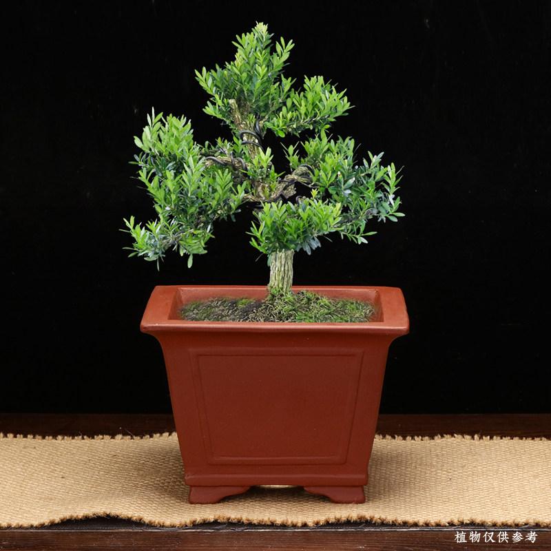 精品紫砂花盆仿古四方长方形盆景盆马槽简约陶瓷老桩古典室内包邮,淘宝优惠券,粉丝福利购,淘宝优惠卷