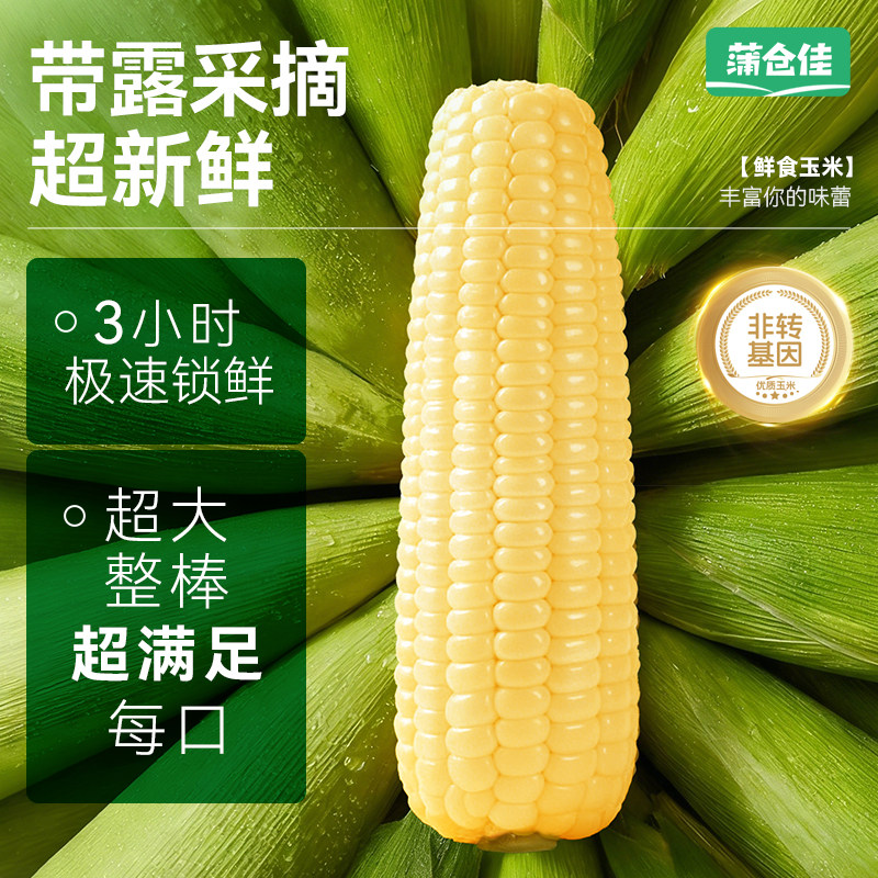 黄糯玉米新鲜大根粘糯东北苞米低脂代餐早餐真空包装240g/根