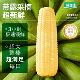 东北黄糯玉米240g/根 7-10根4.2斤装券后13.9元包邮
