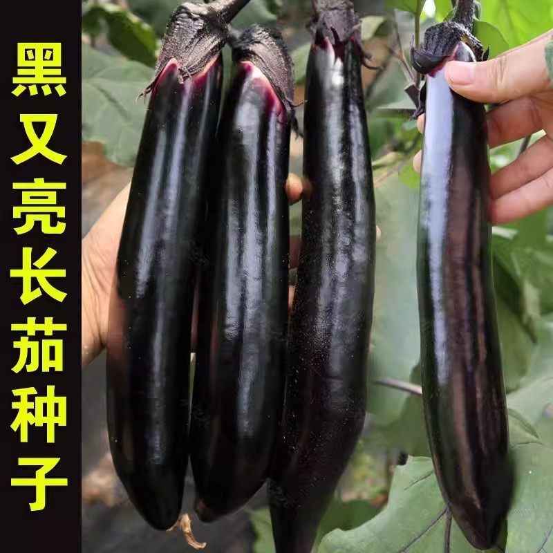 【今年新种】黑长茄种子特长茄子种籽四季蔬菜种子紫茄子种子菜种,淘宝优惠券,粉丝福利购,淘宝优惠卷