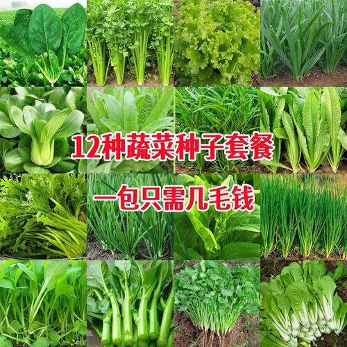 四季播种蔬菜种子大全青菜香菜白菜生菜番茄小葱黄瓜种子阳台盆栽 - 图1