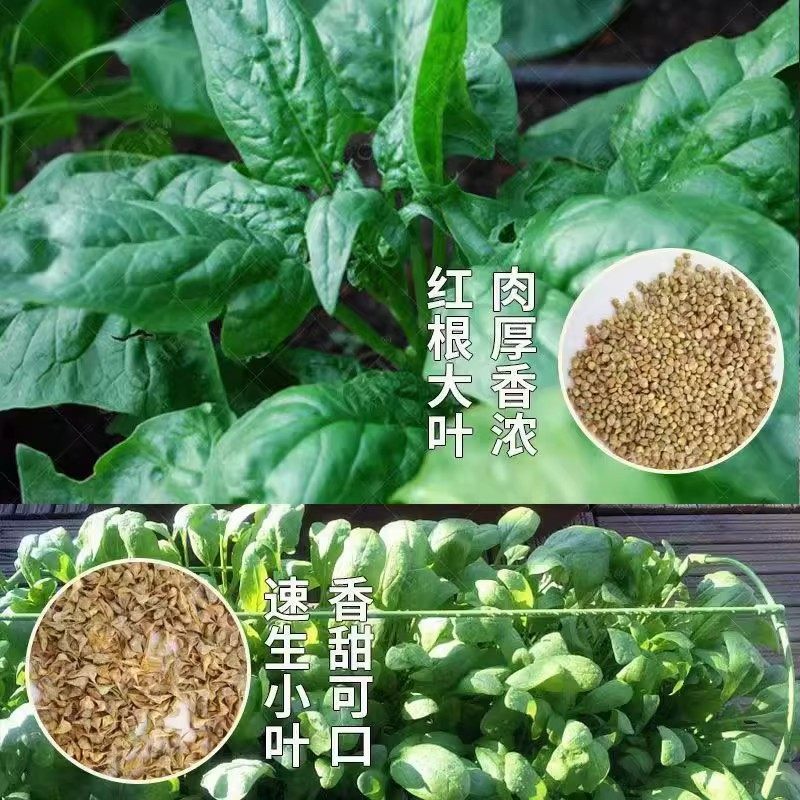 大叶菠菜种子四季蔬菜冬季籽种冬天种籽耐寒菜种盆栽波菜孑菜籽子,淘宝优惠券,粉丝福利购,淘宝优惠卷