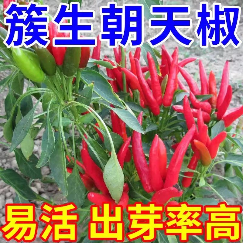 正宗朝天椒四季小米椒辣椒种籽超辣盆栽阳台春高产蔬菜种子孑大全,淘宝优惠券,粉丝福利购,淘宝优惠卷