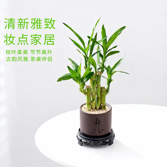 Lucky bamboo purifies the air, attracts wealth and prospers the house as a potted plant