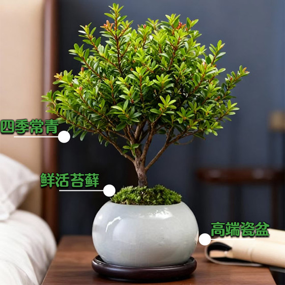 The four-season evergreen small-leaf Phoebe is easy to feed and has good looks.