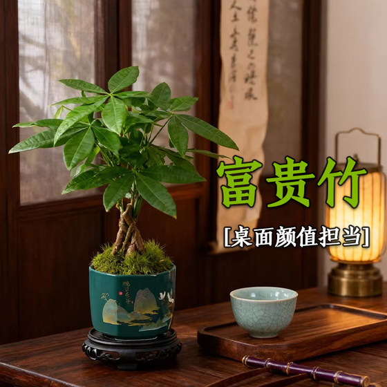 Lucky bamboo purifies the air, attracts wealth and prospers the house as a potted plant