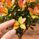 The four-season evergreen small-leaf Phoebe is easy to feed and has good looks.