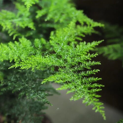 文竹创意盆景舍得盆桌面小绿植盆栽好养花卉带底座 - 图1
