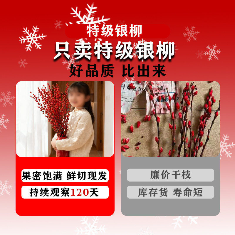 银柳真花鲜枝客厅红色干枝鲜花带花苞摆件年宵花卉室内水培绿植物