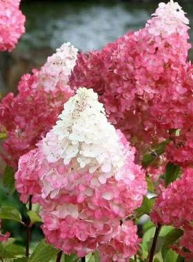 圆锥绣球花苗盆栽耐寒植物四季好养地栽植物石灰灯香草草莓苗大花