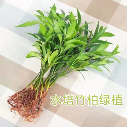 【水培竹柏】水养盆栽绿植水培竹柏花卉客厅办公好养四季常青-xw2 - 图3