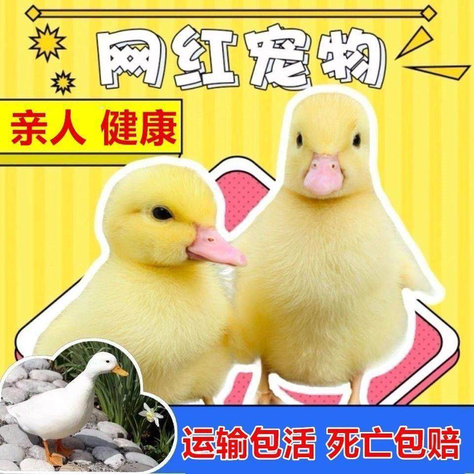 小黄鸭宠物鸭饲养鸭网红鸭活鸭幼鸭纯黄鸭长不大的鸭子活鸭,淘宝优惠券,粉丝福利购,淘宝优惠卷