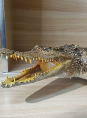 招财真鳄鱼皮标本真鳄鱼皮摆件餐厅真鳄鱼家装办公室装饰落地茶桌