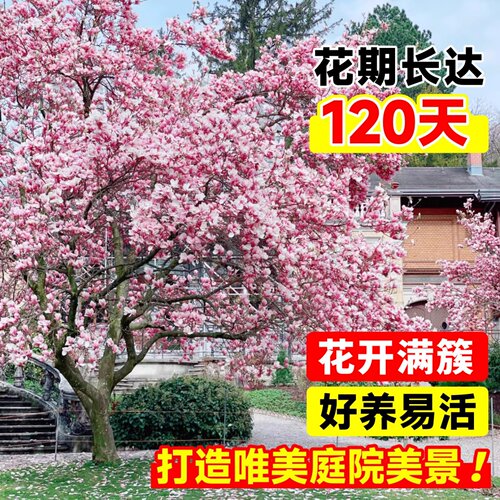 玉兰花树苗带花苞红白紫玉兰树室外矮化庭院四季花卉盆栽绿化大树 - 图2