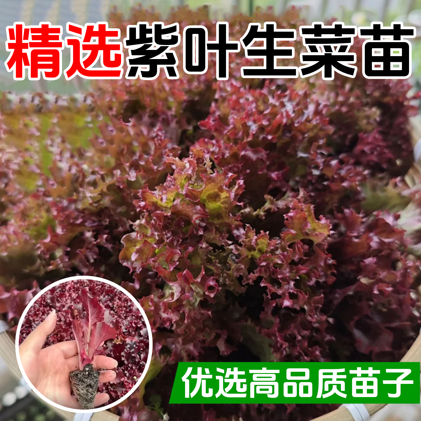 紫叶生菜种子有机沙拉菜种子四季种植耐寒热庭院大田蔬菜种子菜籽,淘宝优惠券,粉丝福利购,淘宝优惠卷
