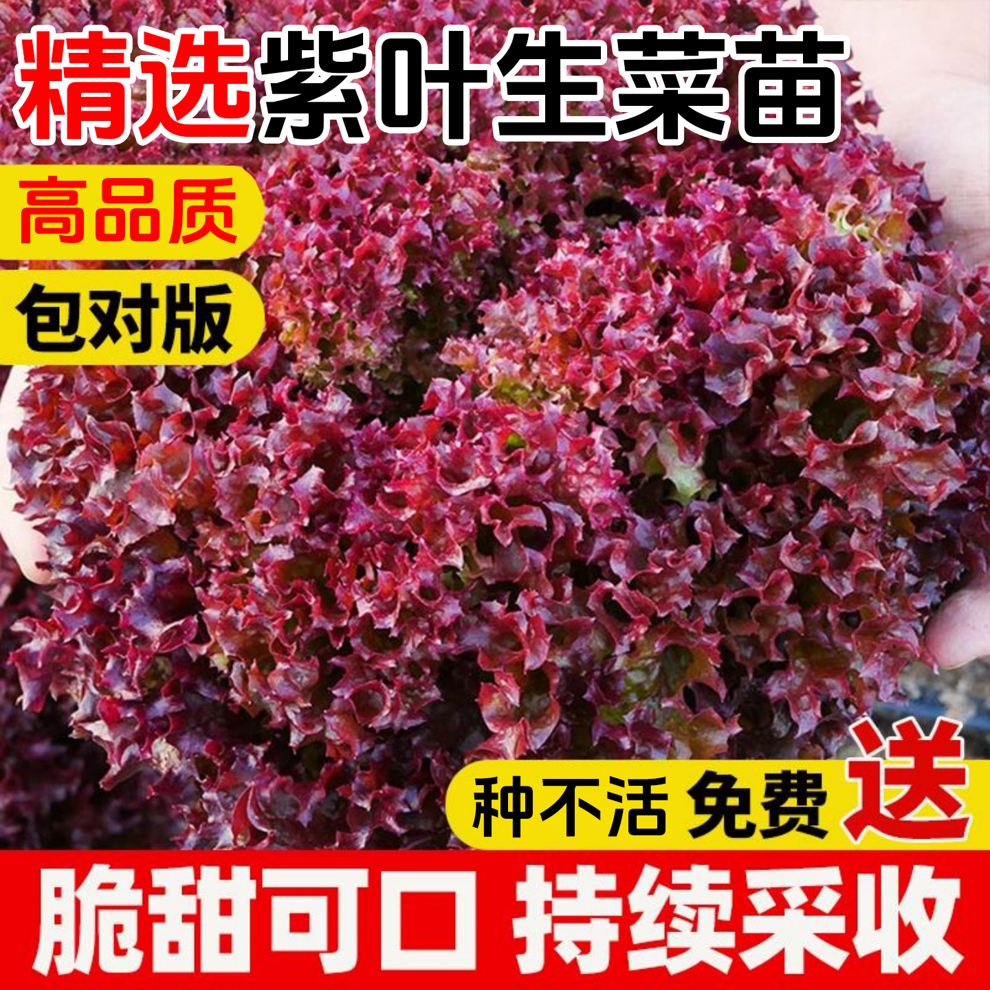 紫叶生菜种子有机沙拉菜种子四季种植耐寒热庭院大田蔬菜种子菜籽,淘宝优惠券,粉丝福利购,淘宝优惠卷