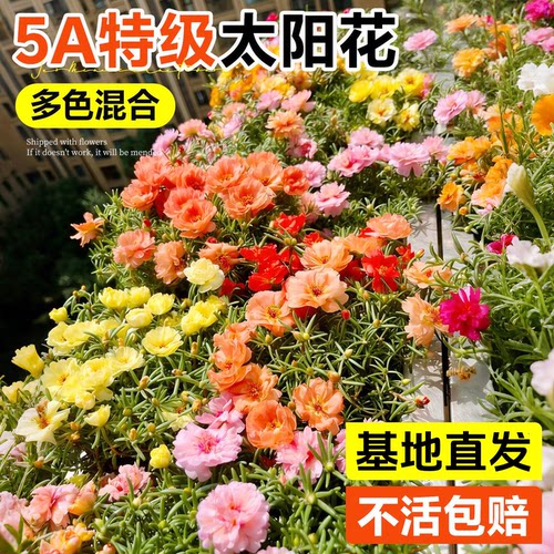 重瓣太阳花苗宿根枝条带根带花苞盆栽室内外好养花卉四季绿植开花 - 图0