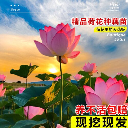 观赏荷花藕种盆栽水养食用莲花苗碗莲睡莲花卉种籽子水培池塘植物 - 图1