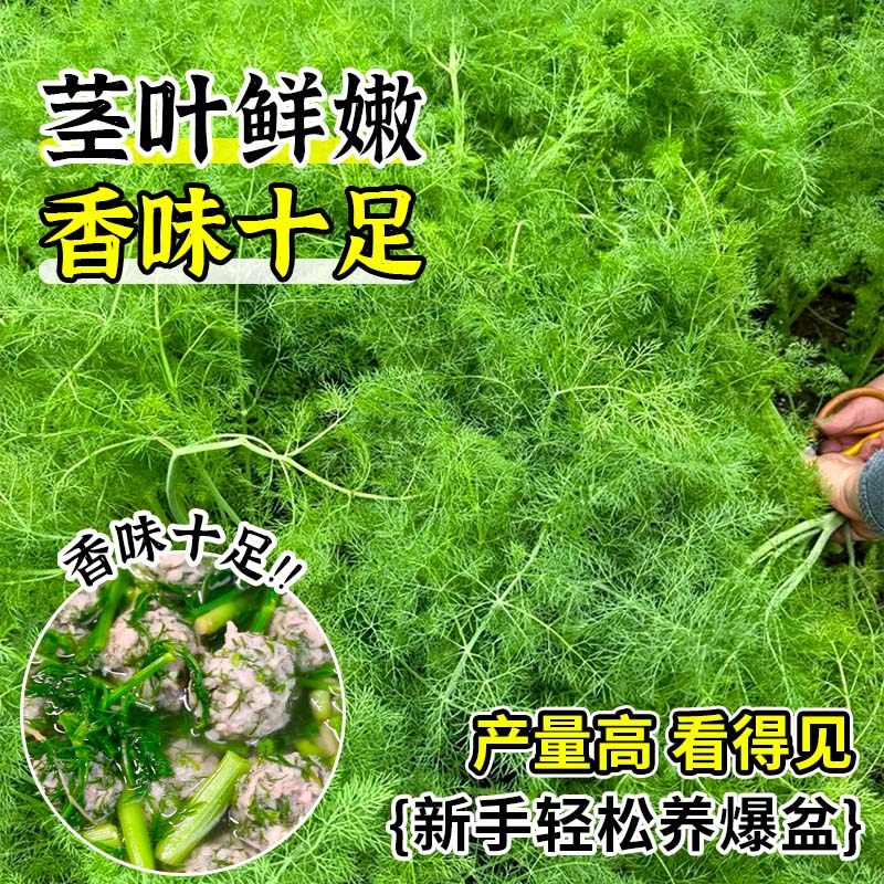 正宗茴香苗秧割茬茴香割完又长味道浓四季盆栽阳台带土球蔬菜秧苗,淘宝优惠券,粉丝福利购,淘宝优惠卷