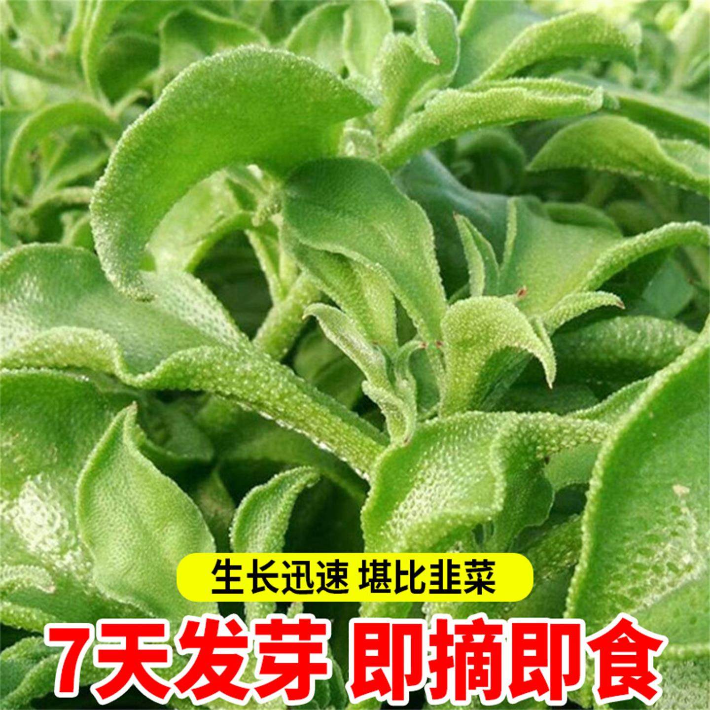 水晶四季大叶冰菜苗带土秧苗盆栽蔬菜种苗冰草幼苗阳台秋冬蔬菜苗,淘宝优惠券,粉丝福利购,淘宝优惠卷