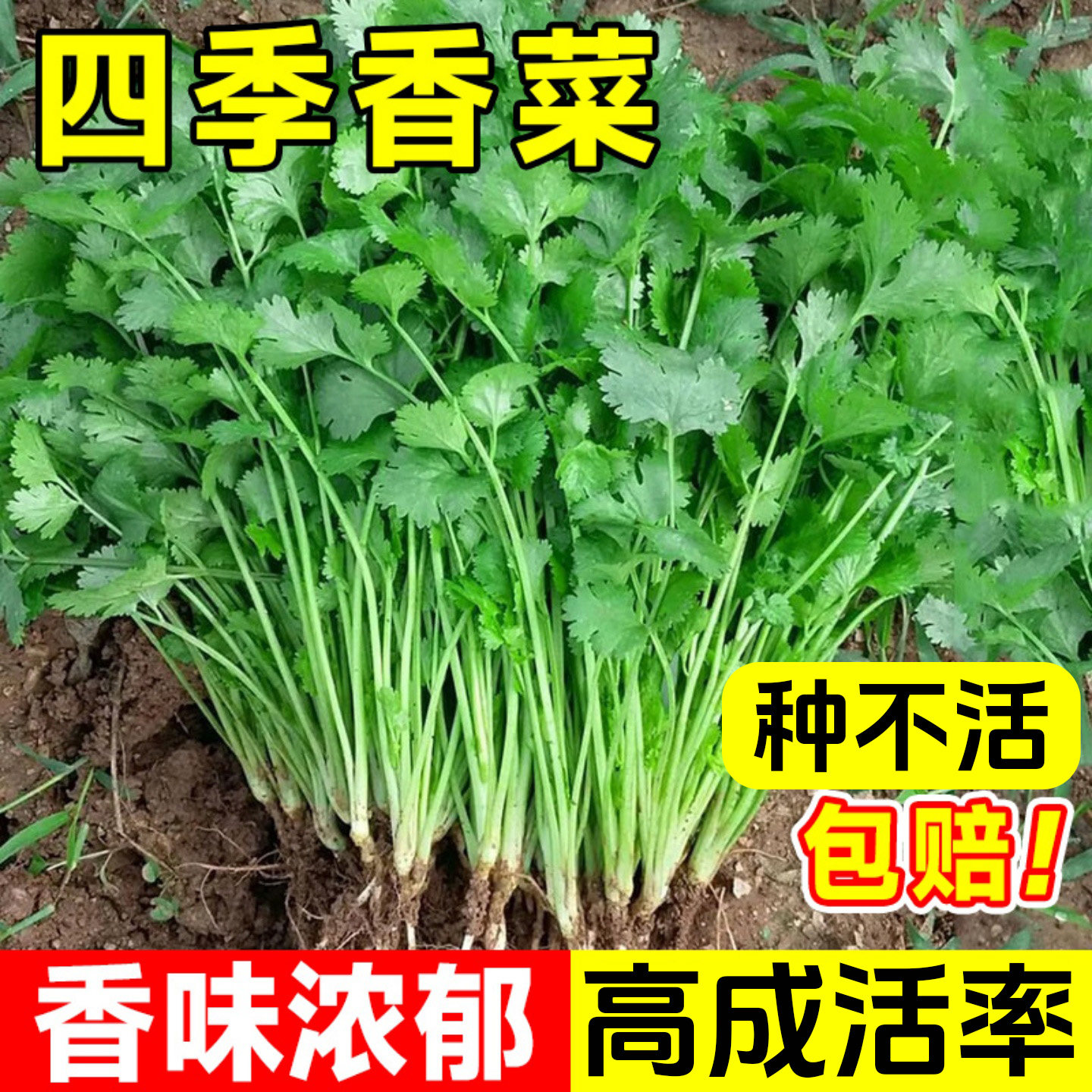 四季香菜苗秧苗带根大叶芫荽根苗秋冬蔬菜盆栽种苗子菜籽籽种大全,淘宝优惠券,粉丝福利购,淘宝优惠卷