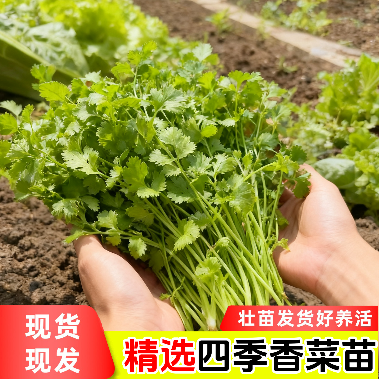 四季香菜苗秧苗带根大叶芫荽根苗秋冬蔬菜盆栽种苗子菜籽籽种大全,淘宝优惠券,粉丝福利购,淘宝优惠卷