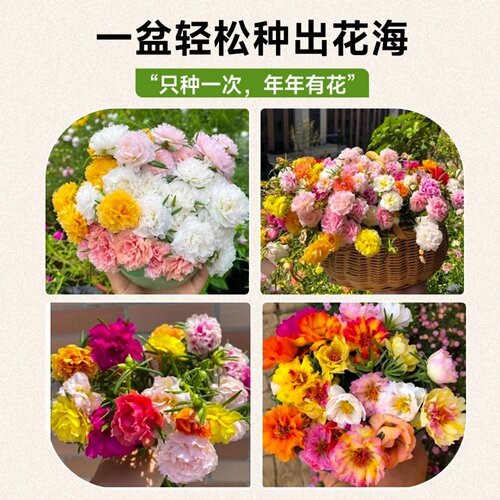 重瓣太阳花苗宿根枝条带根带花苞盆栽室内外好养花卉四季绿植开花 - 图3