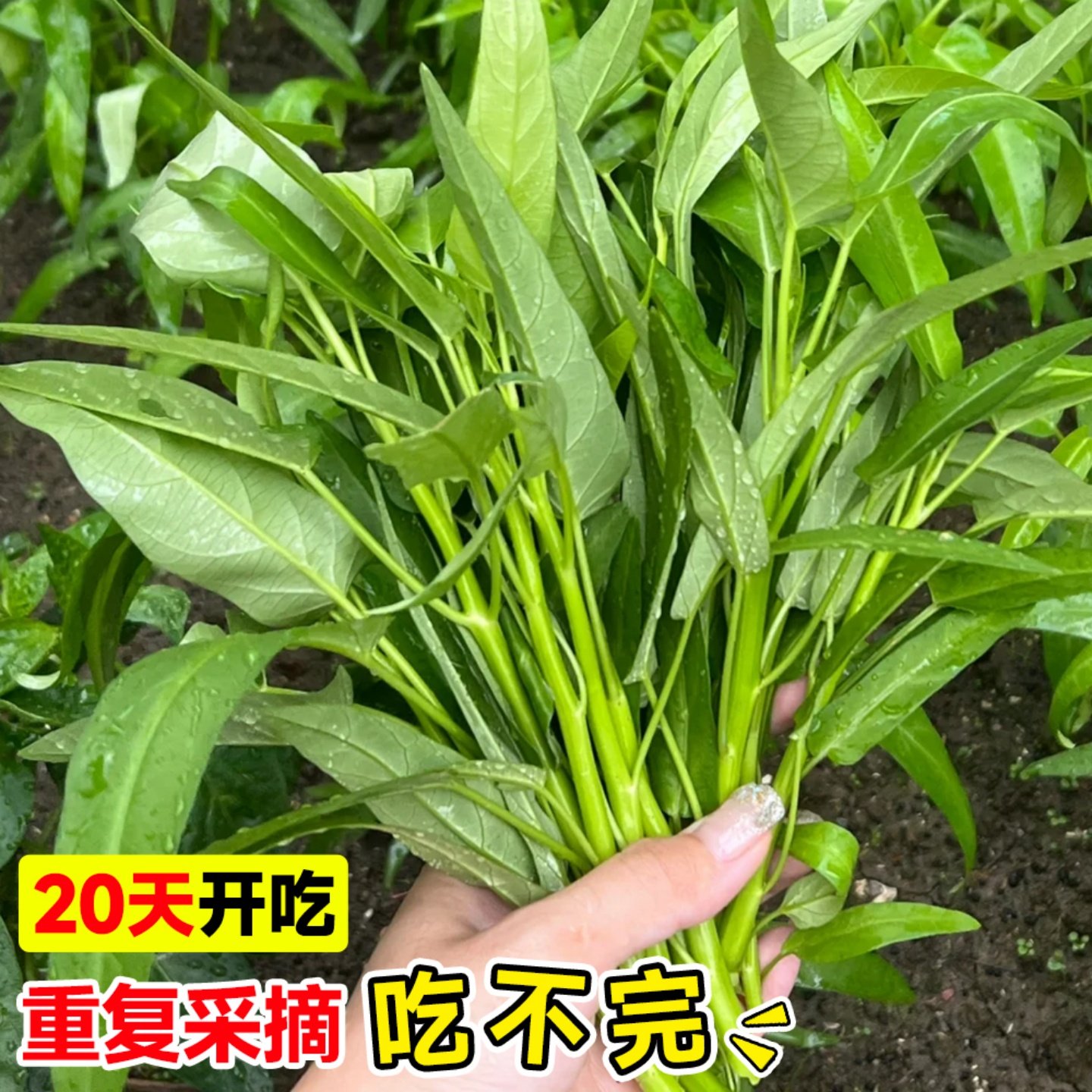 三叉空心菜苗子通心菜种籽四季高产阳台盆栽大叶青菜籽种蔬菜种孑,淘宝优惠券,粉丝福利购,淘宝优惠卷