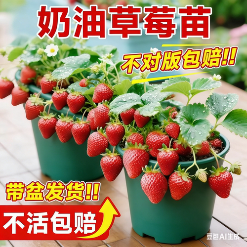 奶油草莓苗秧四季结果盆栽特大号多年生新苗批发隋珠带果穴盘大苗 - 图2