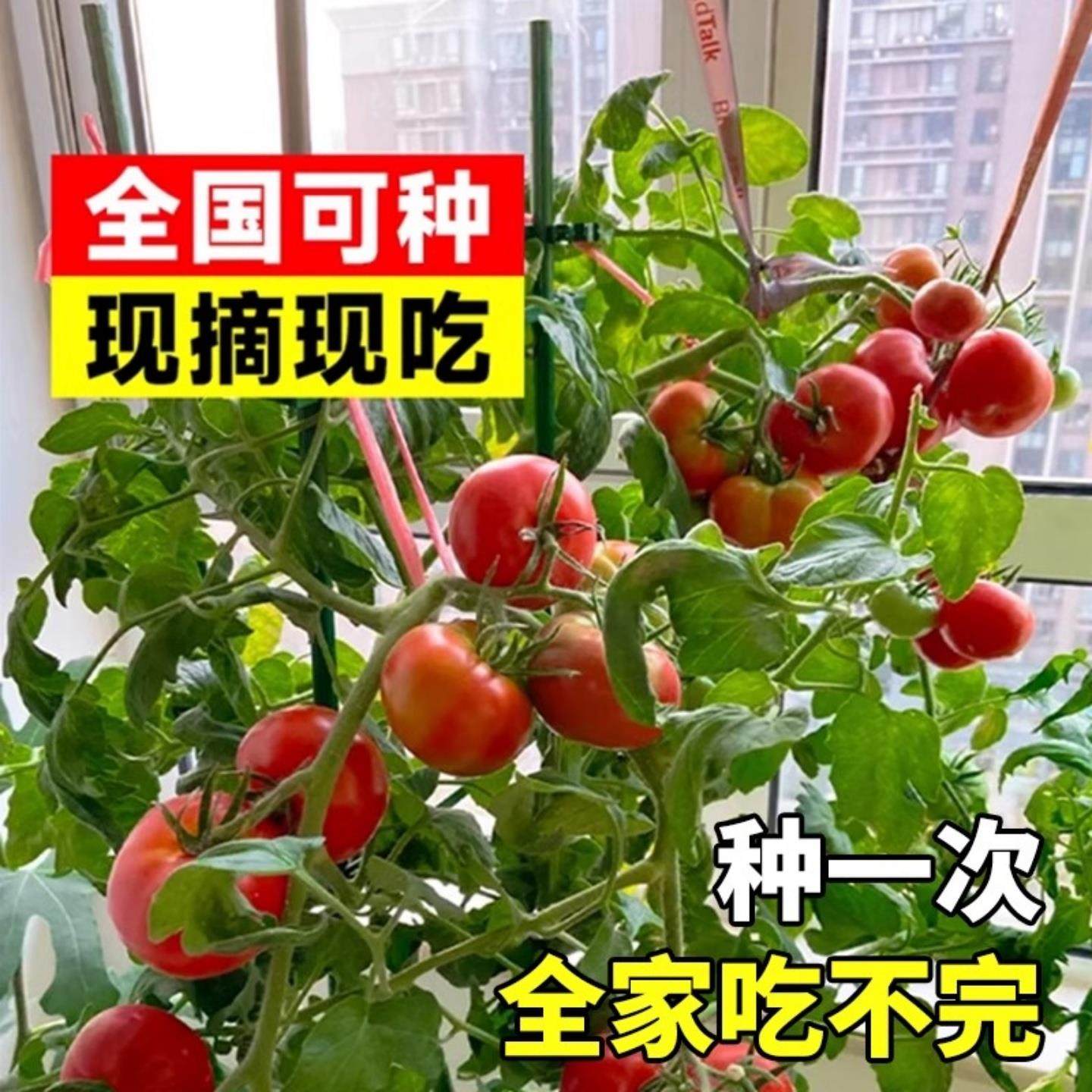 千禧圣女果种子种籽孑菜种小番茄苗秧西红柿蔬菜菜苗盆栽秧苗果苗,淘宝优惠券,粉丝福利购,淘宝优惠卷