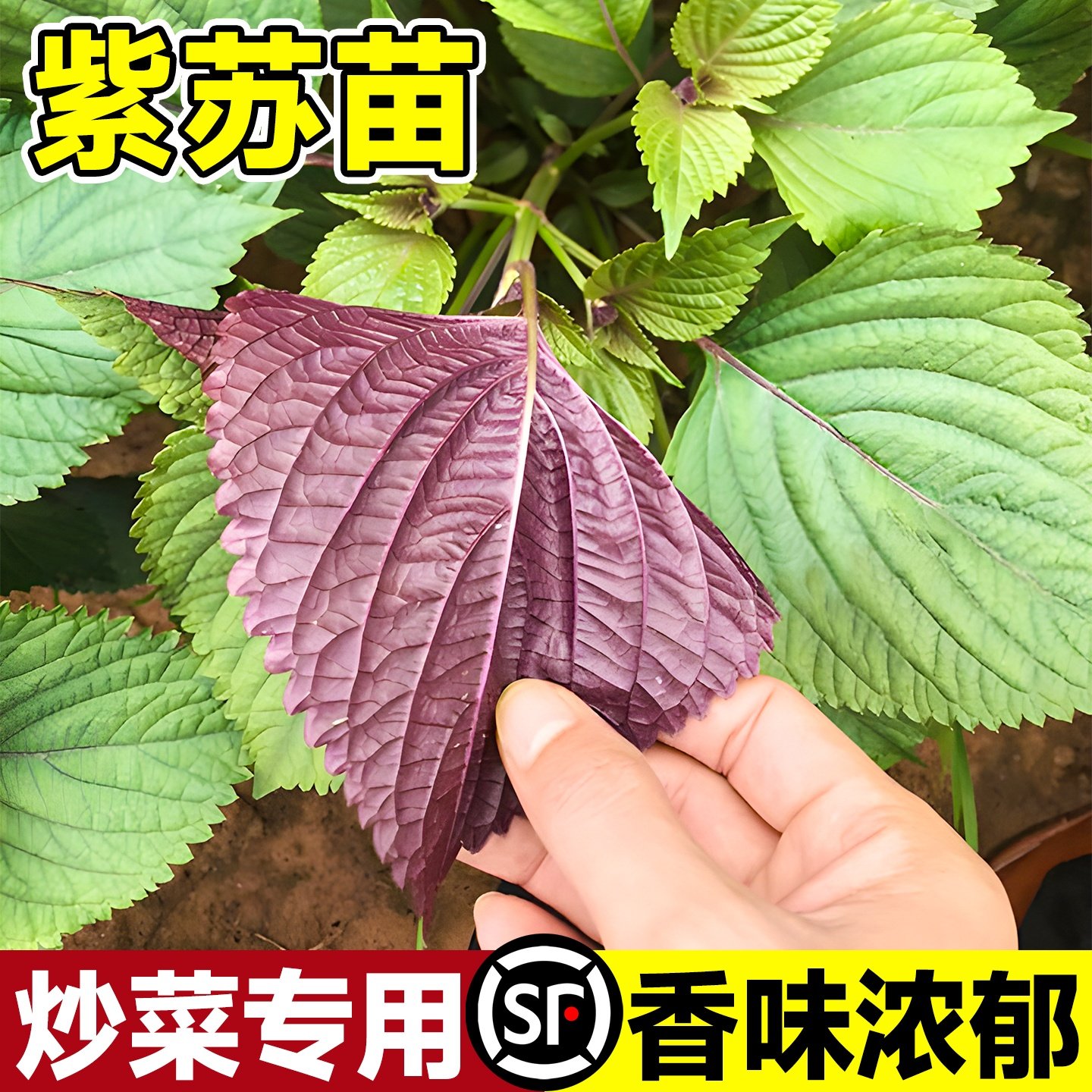 双面大叶可食用紫苏苗秧苗带土盆栽鸡冠紫苏种籽观音四季老品种,淘宝优惠券,粉丝福利购,淘宝优惠卷