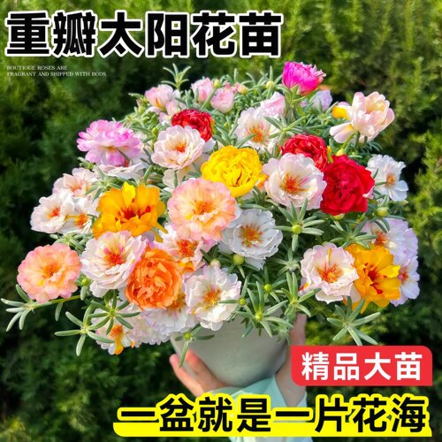 重瓣太阳花苗宿根枝条带根带花苞盆栽室内外好养花卉四季绿植开花 - 图1
