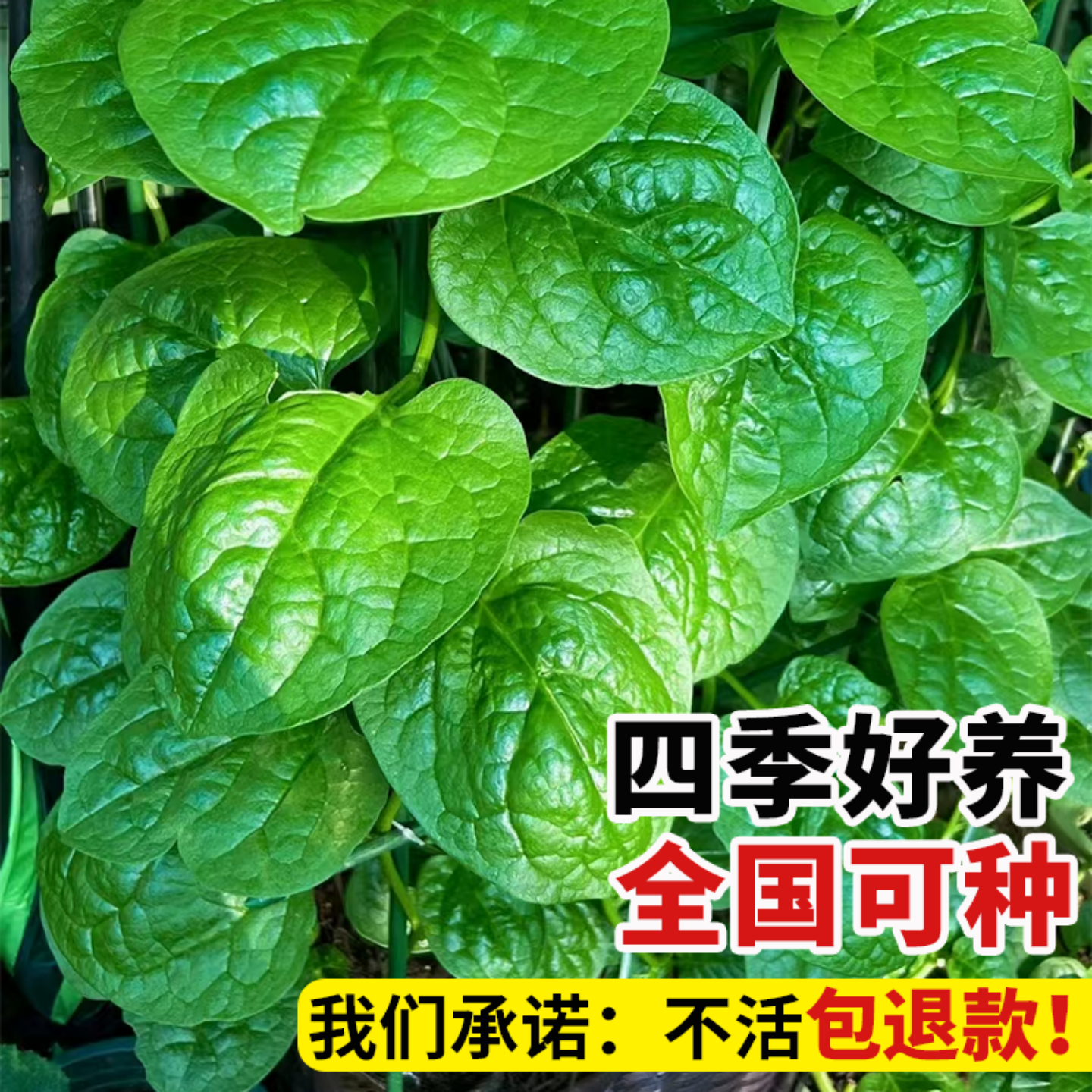 四季菜苗老品种爬藤大叶木耳菜苗秧苗小叶木耳菜种秋季蔬菜苗带土,淘宝优惠券,粉丝福利购,淘宝优惠卷