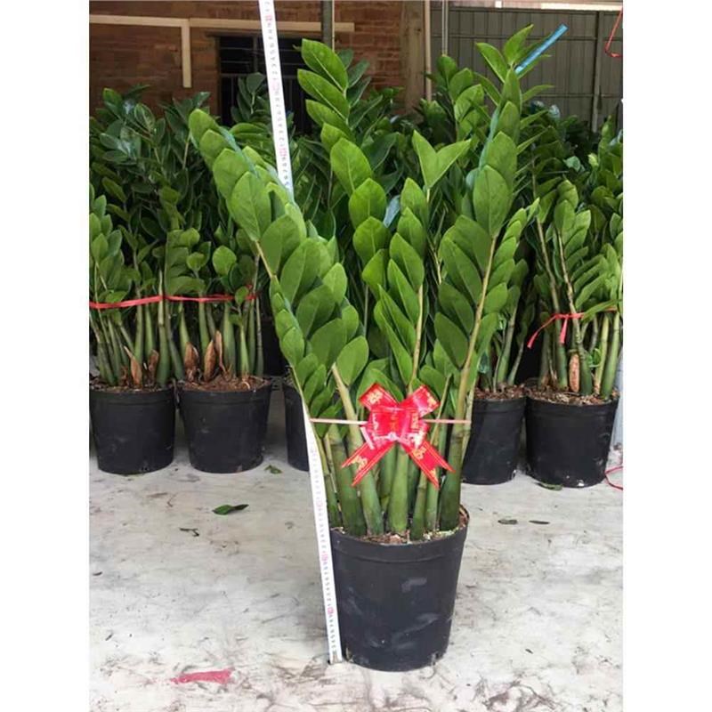 金钱树盆栽圆叶摇钱串子树苗办公室内客厅大型发财树真花盆景绿植 - 图2