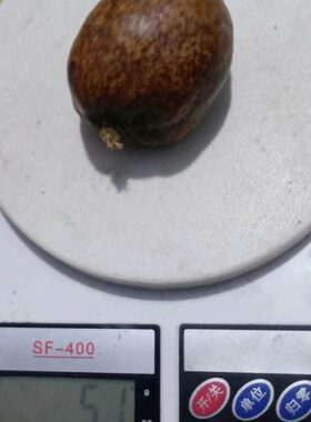 佛心果金灯菩提释迦菩提白色原料果大中小果菩提子菩提果吊坠项链