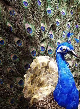 羽毛手工仿真孔雀摆件开屏孔雀标本家居客厅田园林橱窗落地装饰品