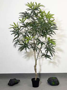 仿真孔雀木植物树家居装饰假植物落地绿植盆栽室内大型孔雀木绿植