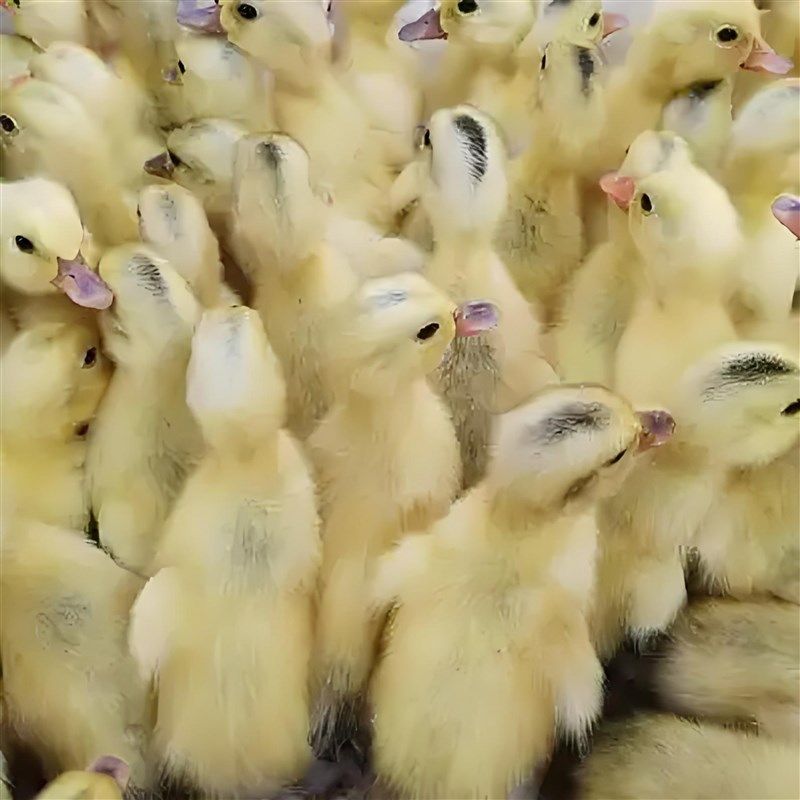 网红宠物孩童玩伴黏人小黄鸭脱壳花边鸭幼崽好养,淘宝优惠券,粉丝福利购,淘宝优惠卷