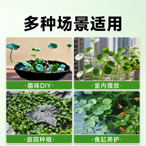 铜钱草水草鱼缸缸专用造景迷你植物全套生态火山石养鱼龟净化水质 - 图3