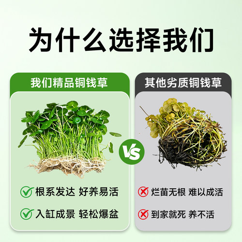 铜钱草水草鱼缸缸专用造景迷你植物全套生态火山石养鱼龟净化水质 - 图0
